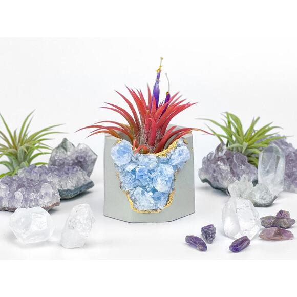 Other - Succulent Crystal Planter | Geode Planter | Raw Blue Calcite